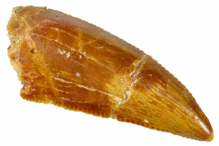 Serrated, Raptor Premaxillary Tooth - Real Dinosaur Tooth #273104